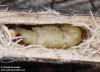  (Brouci), Parmena pubescens, Cerambycidae (Coleoptera)
